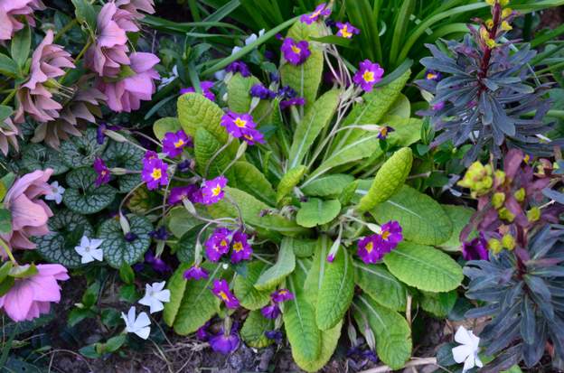 Primula juliae 'Wanda' C'est normalement une primevère tapissante. Bof…