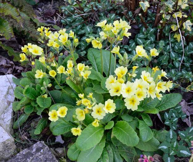 Primula veris 'Lemon'