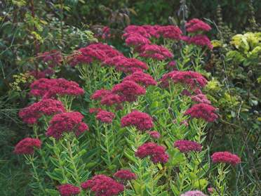 Sedum