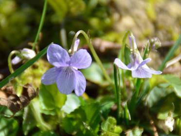 Violettes