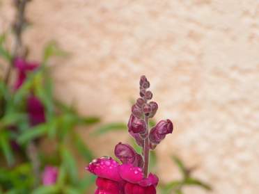 Fleurs diverses