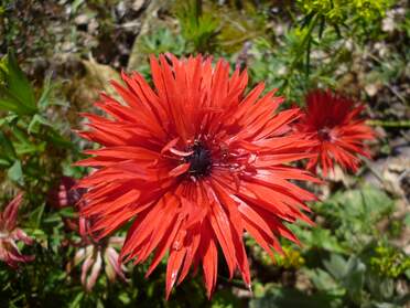Anémones Certaines anémones seraient à mettre dans les bulbes, cormes, etc. puisqu'elles poussent sur des griffes (anemona...