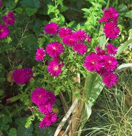 Asters Une partie de ces fleurs a changé de genre, passant d'aster à Symphiotrichum . Tant pis !