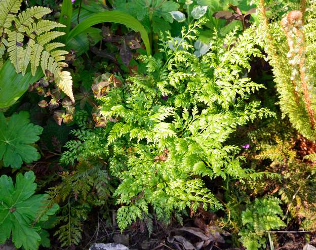Asplenium adiantum-nigrum 2019 05