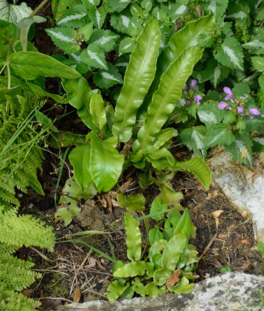 Asplenium scolopendrium 2017 06