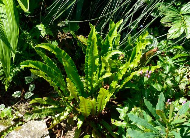 Asplenium scolopendrium 2020 05