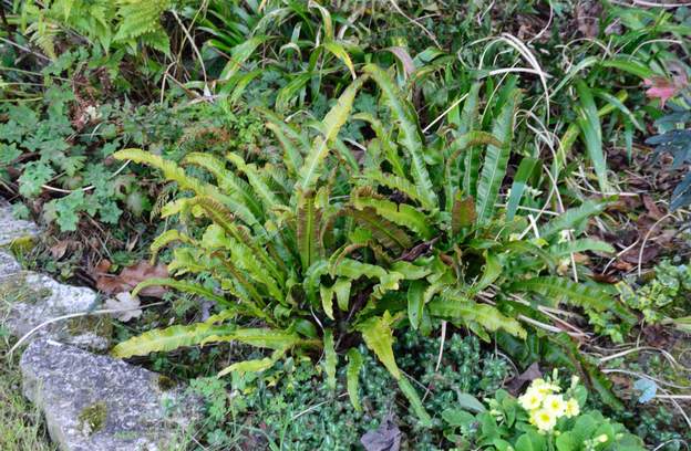 Asplenium scolopendrium 2022 03