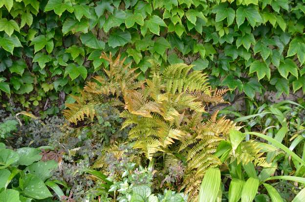 Dryopteris erythrosora 2017 06