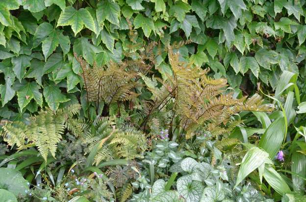 Dryopteris erythrosora 2020 06