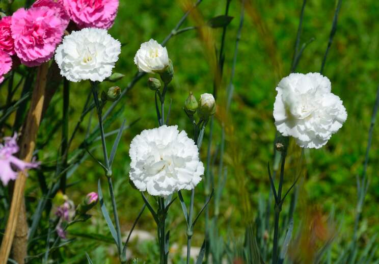 Œillets Les Dianthus se plaisent chez nous à condition de leur donner un espace vide ou mieux des pierres (les plaques de pierre...