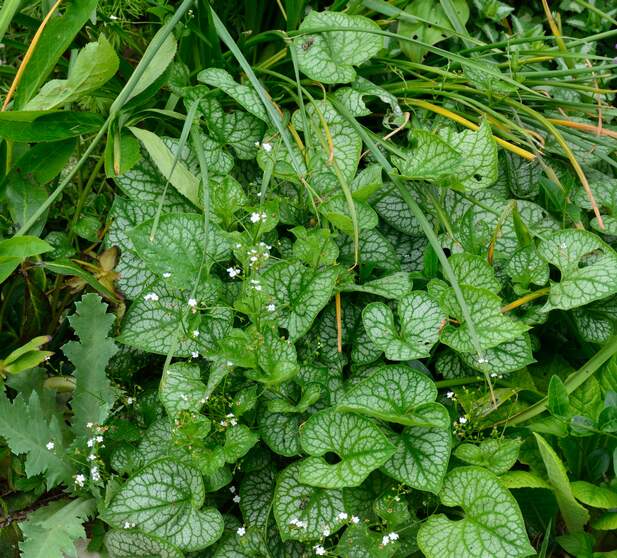 Brunnera Les Brunnera sont intéressantes à la fois par leurs fleurs printanières (c'est le "myosotis du Caucase') et par leurs...