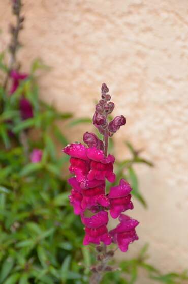 Vivaces diverses Les plantes dont je n'ai pas assez de photos pour faire un petit dossier.