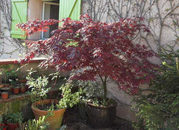 Acer palmatum 'Atropurpureum' 2007 Il pousse parfaitement en pot depuis 1999, contre le mur nord, du soleil tôt le matin, de l'ombre sinon. Le voilà au printemps, plutôt violet. On a trouvé des...