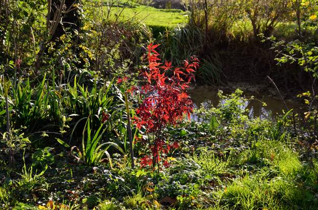 Acer palmatum 'Atropurpureum' mare 2018 11 Planté depuis un an près de la mare, il semble se porter bien. Mi-ombre, ça lui plaît !