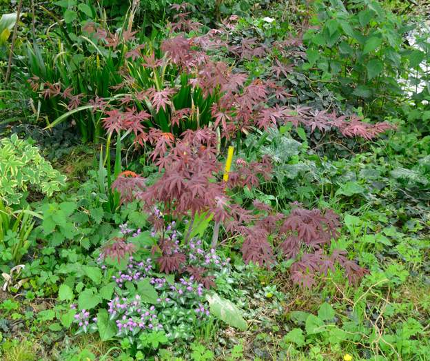 Acer palmatum 'Atropurpureum' mare 2019 04
