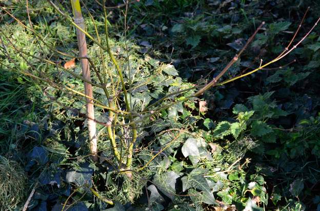 Acer palmatum 'Atropurpureum' mare B 2020 02 Nous avons planté un deuxième atropurpureum, acheté au même endroit, au même moment, mais là on voit bien les tiges très vertes !