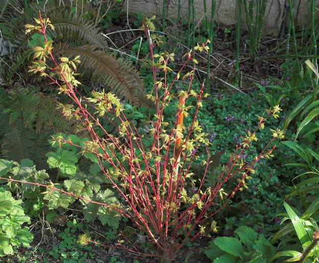 Acer palmatum 'Senkaki' a 2006 2006 Un essai dans un coin (mur nord, partie est) qui, pour une raison totalement mystérieuse, semble nettement plus neutre que le reste du terrain. Ce Japonais...