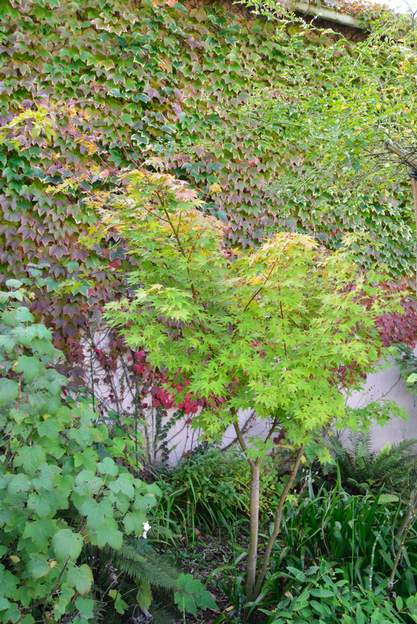 Acer palmatum 'Senkaki' a 2012