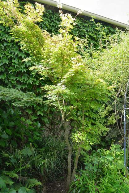 Acer palmatum 'Senkaki' a 2017