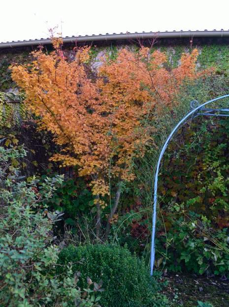 Acer palmatum 'Senkaki' a 2019 11