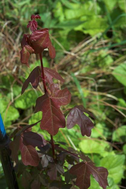 Acer Obtention locale 2009 On se demande bien ce que ça peut être, aucune de nos érables n'a de feuilles aussi rouges sur les deux côtés. Il a poussé ici de manière spontannée, il...
