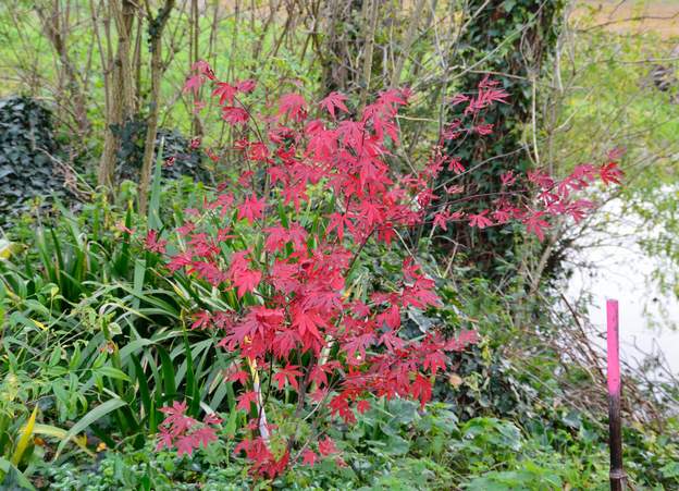 Acer palmatum 'Atropurpureum' mare 2019 11