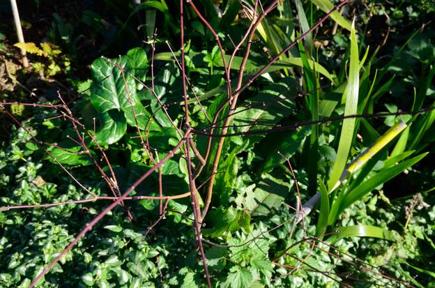 Acer palmatum 'Atropurpureum' mare 2020 02 Voici la couleur du premier atropurpureum de la mare. Bien rouge.
