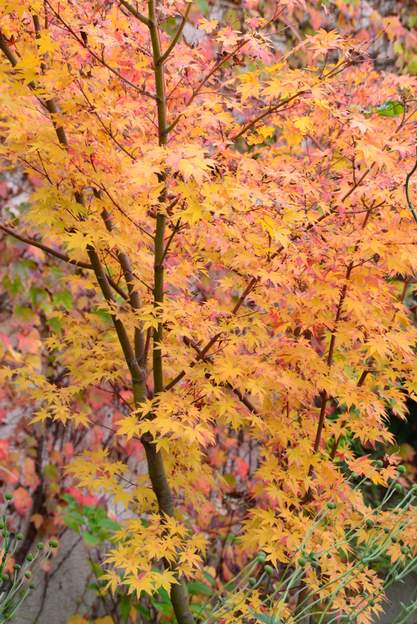 Feuillage d'automne Ce doré ressort bien sur le fond rouge de la vigne.