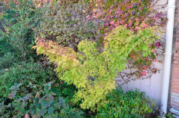 Acer palmatum 'Senkaki' c 2015 10 Mais en octobre on le voit bien mieux.