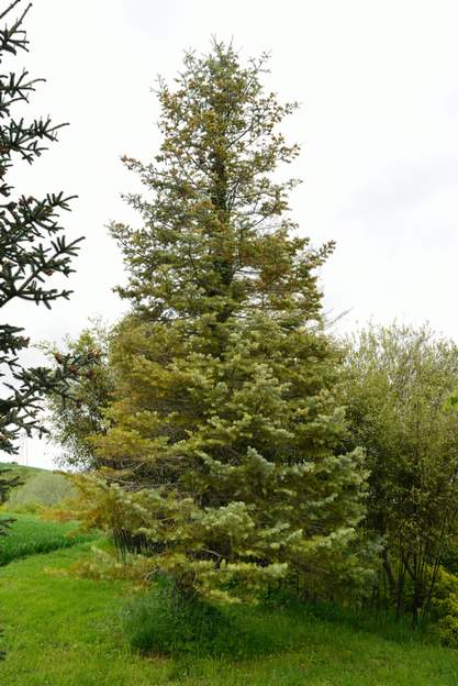 Abies concolor 2013 en vieillissant, il est moins régulier, moins joli en fait.