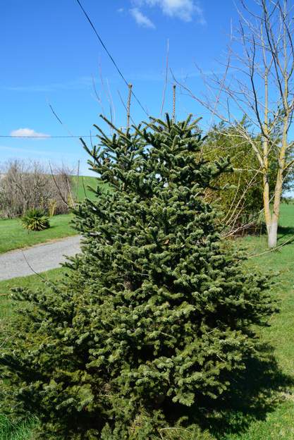 Abies koreana 2013 En 2013 il n'y a plus que deux flèches, l'autre est en perte de vitesse.