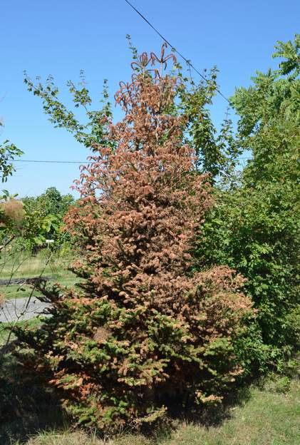 Abies koreana 2015 08 entre le 15 juin et le 30 août, il est tombé 5 mm d'eau. Alors il a commencé à sécher par le haut
 On l'a abattu définitivement en mars 2016.