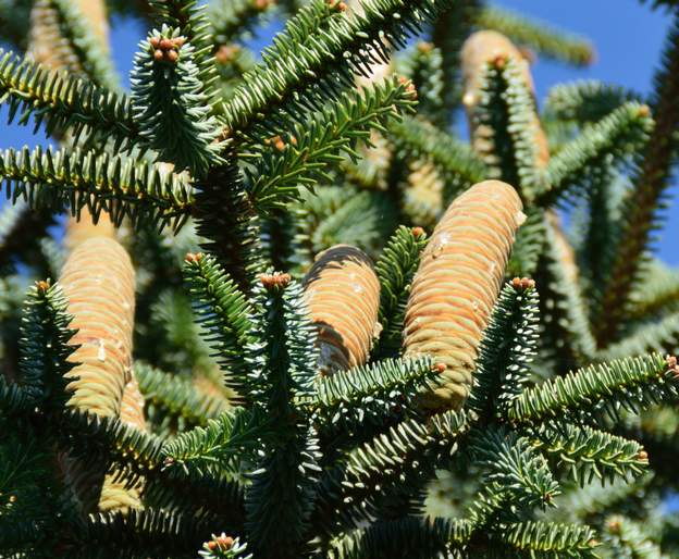 Fruits du pinsapo en octobre