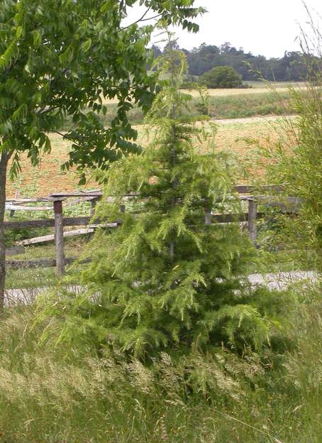 Cedrus deodara 'Aurea' 2006 Les cèdres arrivent à pousser dans des conditions assez dures. Pourvus qu'il survive ! un peu jaunasse au printemps, ça lui donne l'air malade, le pauvre !
