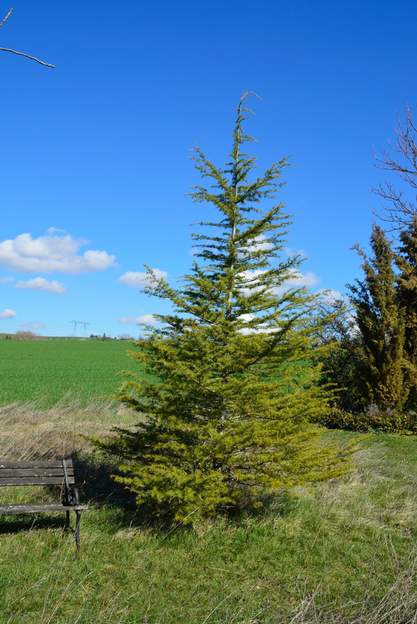 Cedrus deodara 'Aurea' 2013 4 mètres, courage !