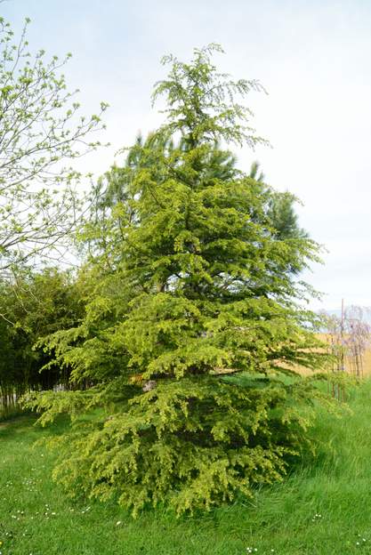 Cedrus deodara 'Aurea' 2020