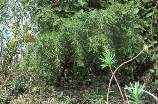Cedrus deodora 'Feeling Blue' 2009 Cédre du Liban, nain, rasant, pleureur. Planté en 1996. Il ne faut pas être pressé, cet arbre grandira un jour. Il se porte bien, mais pour l'instant il ne...