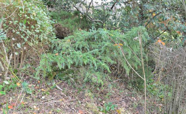 Cedrus deodora 'Feeling Blue' 2023 12