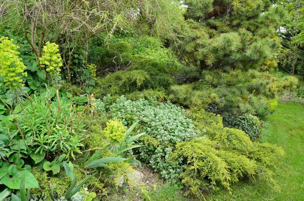 Juniperus chinensis 'Pfitzeriana Aurea' A 2013 Presque 25 ans. 15 mètres carrés facile ! Nous sommes obligés de le tailler, sinon il bloque l'allée. Dire que nous l'avions mis pour partir vers l'est, ça ne...