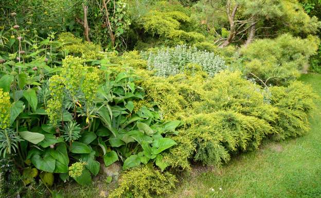 Juniperus chinensis 'Pfitzeriana Aurea' A 2019