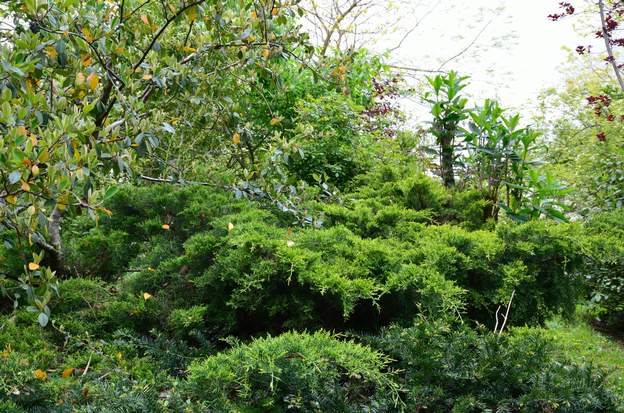 Juniperus x media 'Old Gold' 2013