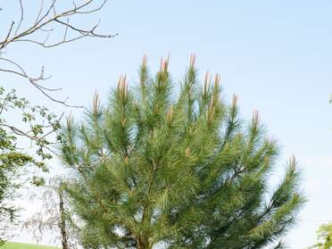 Pinus