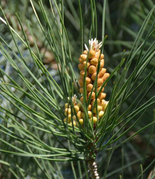Fleur du Pin Parasol Fleur du Pin Parasol