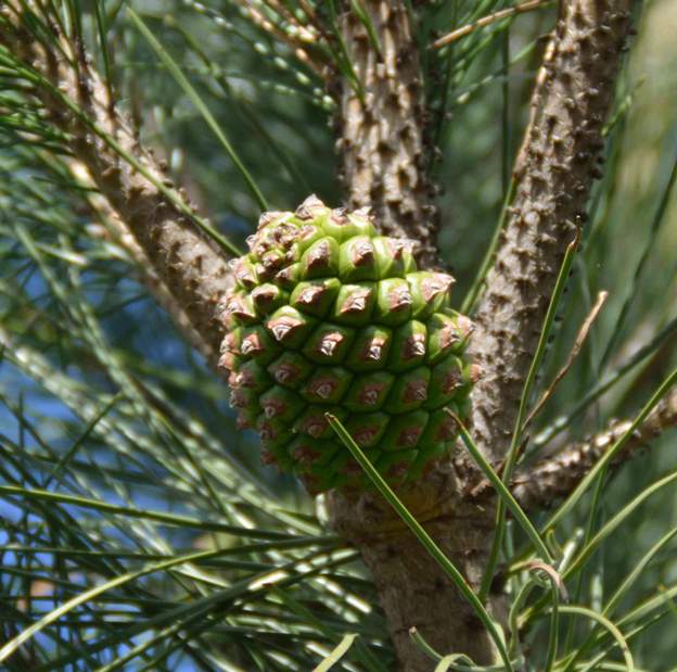 Pomme du Pin Parasol Pomme du Pin Parasol