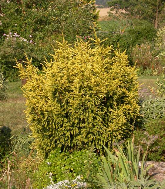 Taxus baccata 'Adpressa Aurea' 2006 Pousse lente, très bien dans la rocaille. (1997)