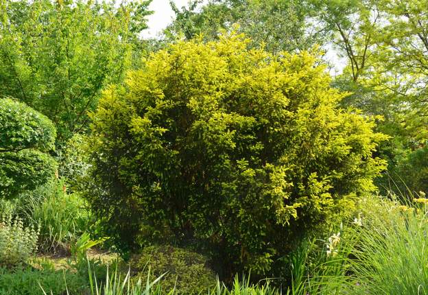 Taxus baccata 'Adpressa Aurea' 2016 06