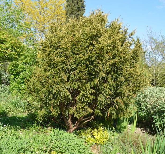 Taxus baccata 'Adpressa Aurea' 2017 04 Martine dégage le pied peu à peu.