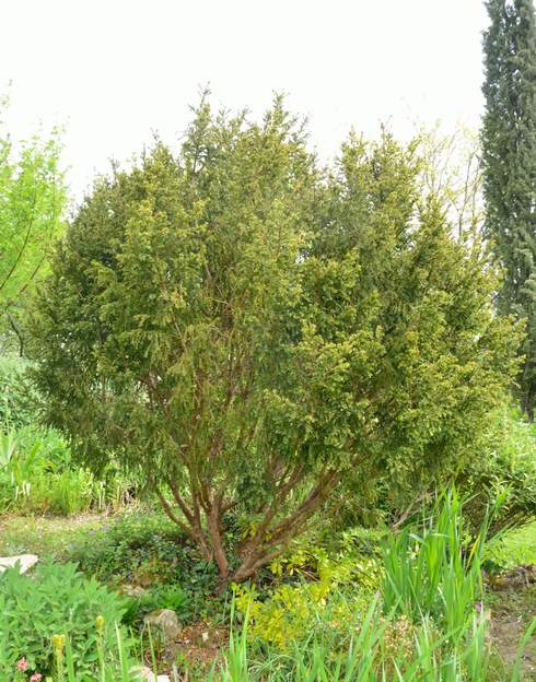 Taxus baccata 'Adpressa Aurea' 2018 04 Elle a continué cette année afin de le mettre mieux en valeur.