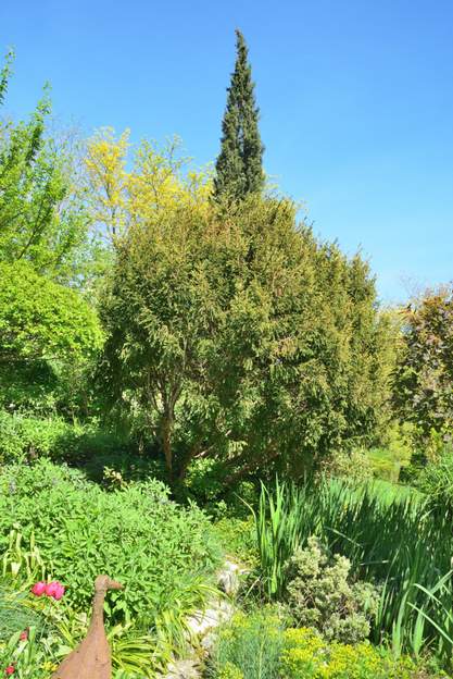 Taxus baccata 'Adpressa Aurea' 2024 04