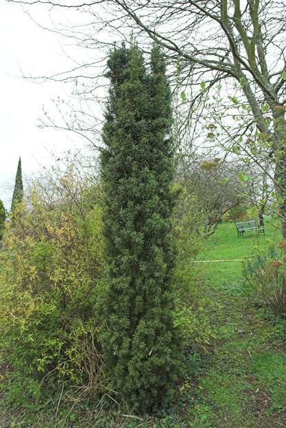 Taxus baccata 'Fastigiata' 2008 Remarquable colonne.(1991) les Ifs ont tous une pousse lente, mais conviennent bien à notre climat. On a trouvé au moins trois ou quatre petits à ses pieds.